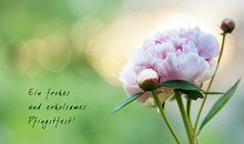 2015年1月谁的桃花最旺