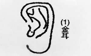 金耳朵的详细解释