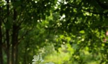 小乖麻根登卓玛2013年2月巨蟹座运势