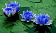 A微日记2014年6月狮子座运势