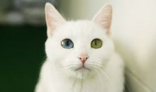 小乖麻根登卓玛2013年2月狮子座运势