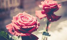 2020年桃花位在什么方位