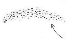 中年女性眉毛变淡是为何