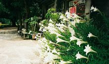 寂多蔓生2017年9月双鱼座运势