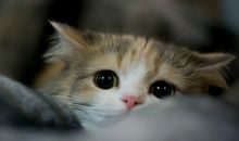 苏珊米勒2014年3月双子座运势完整版