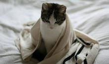 苏珊米勒2014年3月金牛座运势完整版