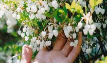 寂多蔓生2017年9月水瓶座运势