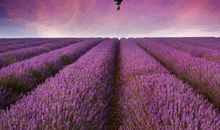 裴恩2018年9月白羊座运势