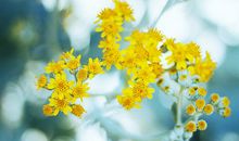 Lucia白羊座2017年9月运势