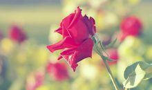 Lucia双子座2017年9月运势