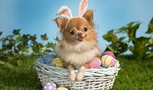 YAO叔狮子座一周运势（8.6-8.12）