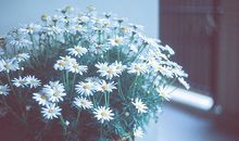 Lucia金牛座2017年9月运势