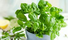 眼睛看你的爱情