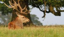 A微日记2018年8月金牛座运势