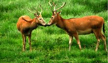 A微日记2018年8月狮子座运势