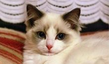 小乖麻根等卓玛2014年3月摩羯座运势