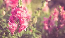 你有没有魅力无限的桃花面相