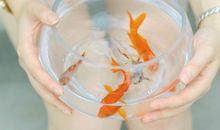 Alex双鱼座2017年5月运势