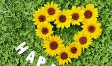 Eskey狮子座一周运势（8.27-9.2）