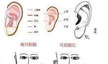 常见的十种女性耳相
