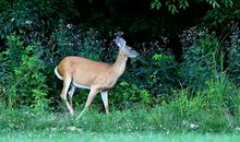A微日记2018年8月双鱼座运势
