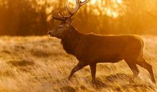 A微日记2018年8月巨蟹座运势