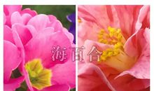 神准测试|最近会有什么桃花运？