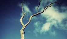 小乖麻根等卓玛2017年4月双子座运势