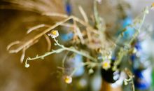 柒爸2017年10月天蝎座运势