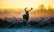 A微日记2018年8月摩羯座运势