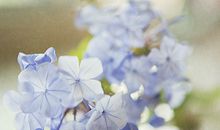 Alex摩羯座2017年5月运势