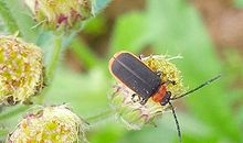 八字吉凶推定常见的五大误区