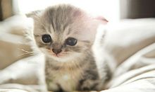 羲邑师姐生肖蛇一周运势（1.8-1.14）