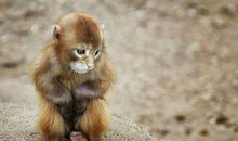 羲邑师姐生肖猴一周运势（8.6-8.12）