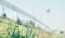 羲邑师姐2017年10月生肖兔运势