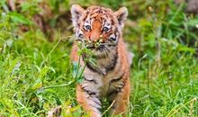 羲邑师姐生肖虎一周运势（8.6-8.12）