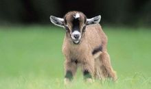 羲邑师姐生肖羊一周运势（8.6-8.12）