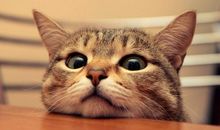 牙晓塔罗占卜2014年5月星座运程