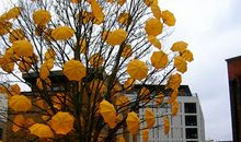 牙晓塔罗占卜2014年2月星座运程