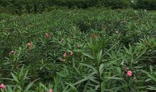 1942年属马的人2016年运程大全及破解