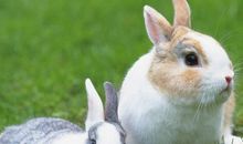 1987年属兔的人2018年运程大全及破解