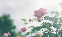 羲邑师姐生肖蛇一周运势（1.22-1.28）