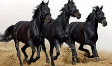 2014年属马的人2018年运程大全及破解