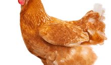 1969年属鸡的人2018年运程大全及破解