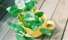 羲邑师姐生肖猴一周运势（1.22-1.28）