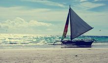 羲邑师姐2018年农历7月生肖猪运势