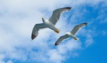 羲邑师姐生肖兔一周运势（1.29-2.4）