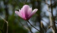 姝畅居士2019年9月十二生肖运势