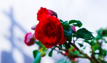 羲邑师姐2019年农历四月生肖运势