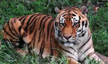 1938年属虎的人2018年运程大全及破解